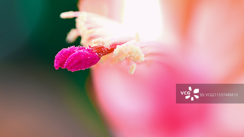 花的蕊图片素材