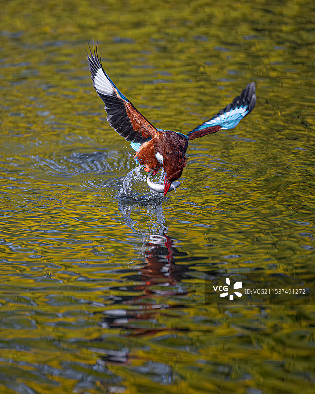 白胸翡翠抓鱼图片素材