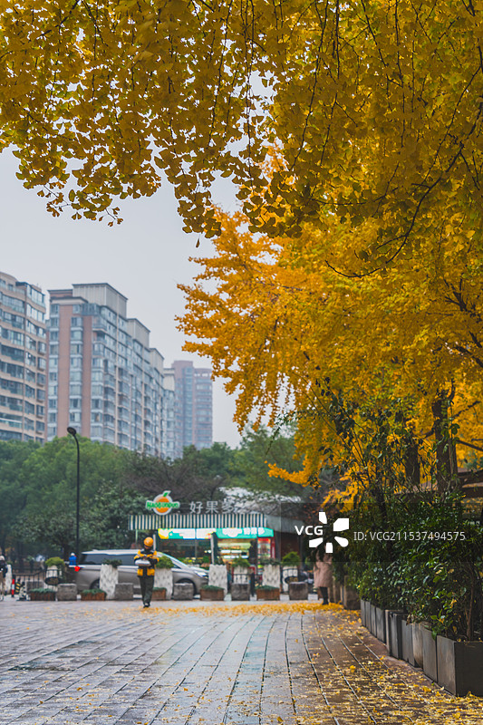 黄金城道银杏季图片素材