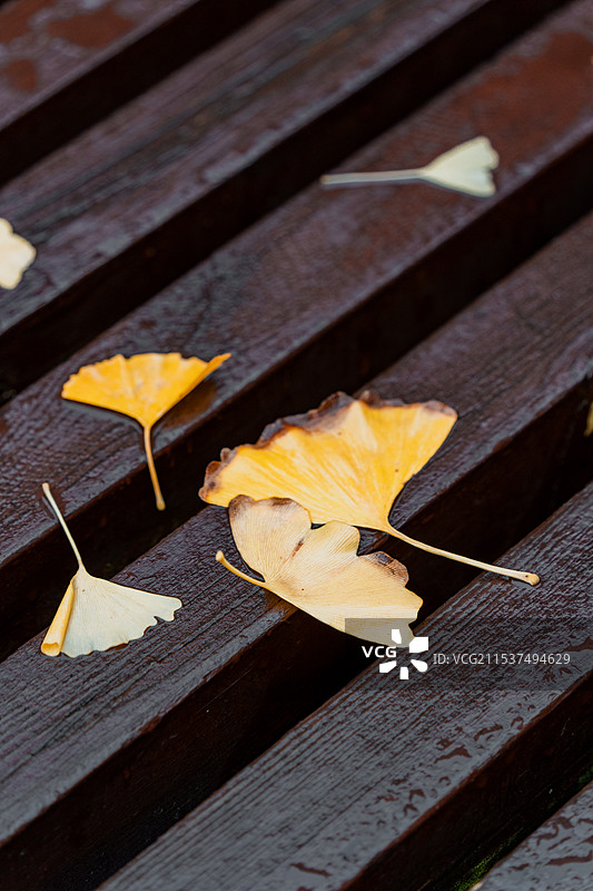 黄金城道银杏季图片素材