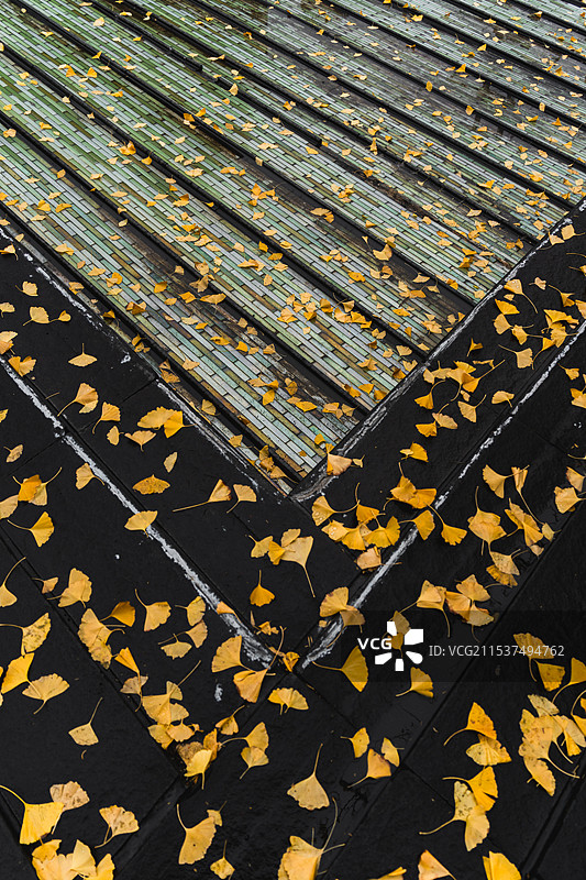 黄金城道银杏季图片素材