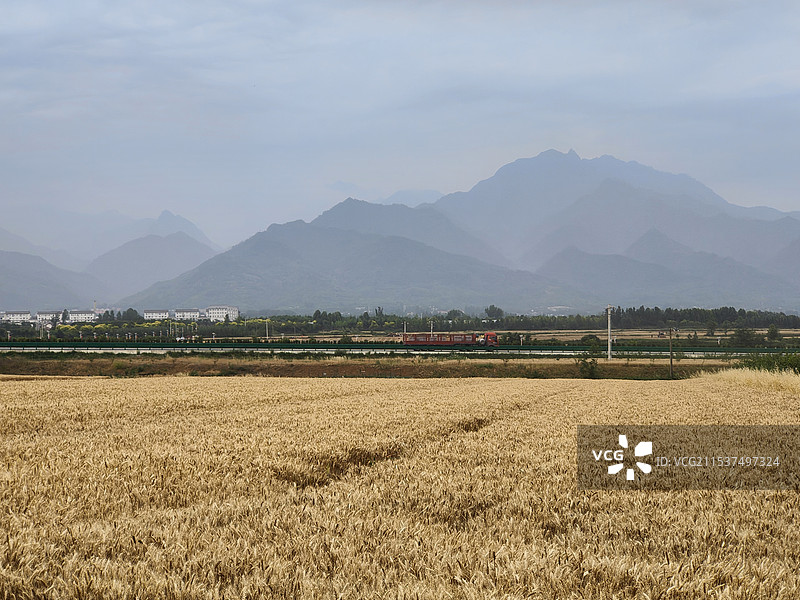 秦岭下麦子丰收的季节图片素材