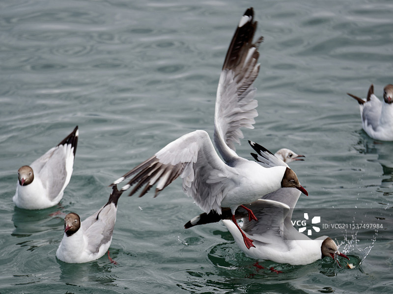 棕头鸥，可爱喵图片素材