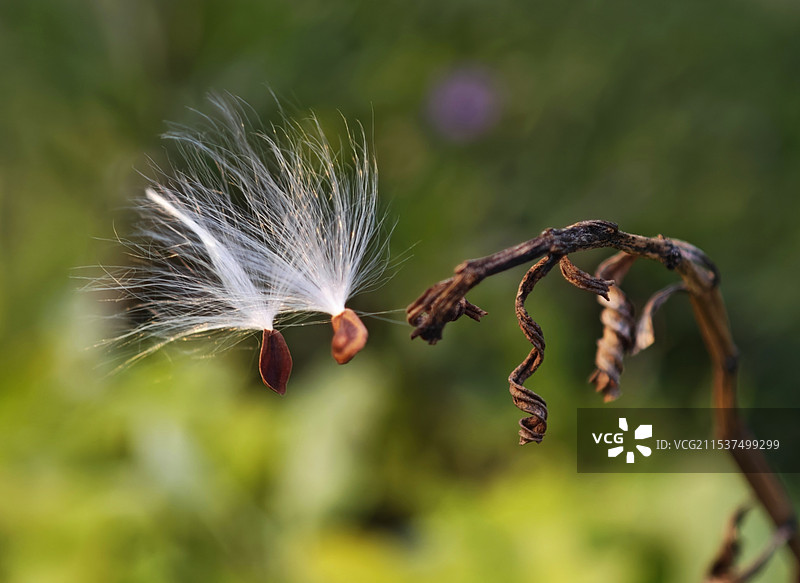 马利筋图片素材