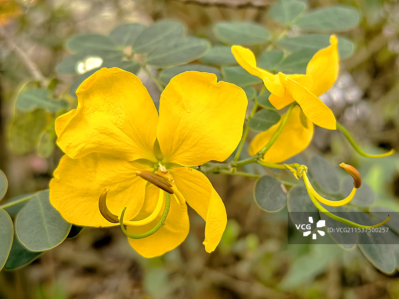 香港昂坪之花（7）图片素材