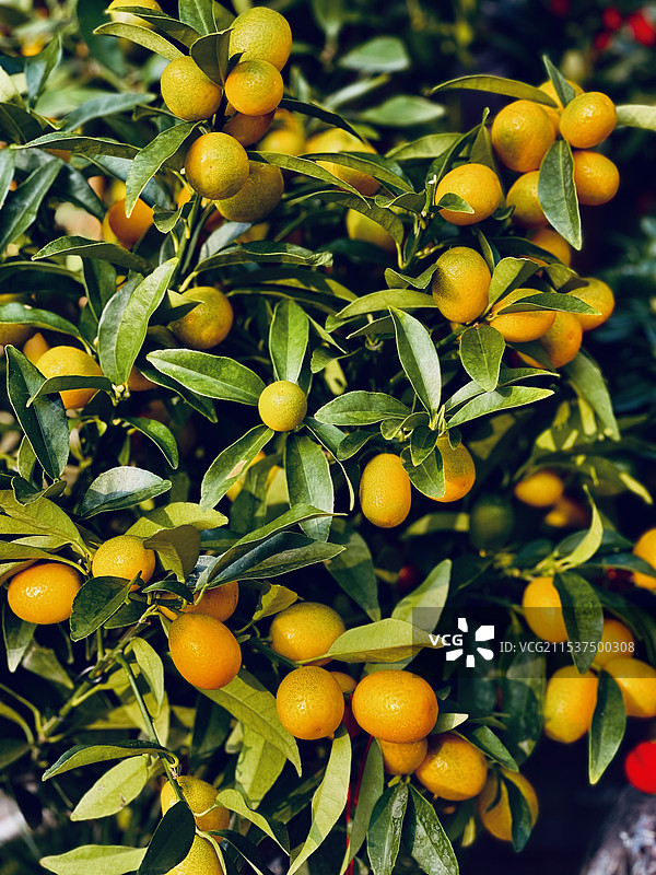 硕果累累图片素材