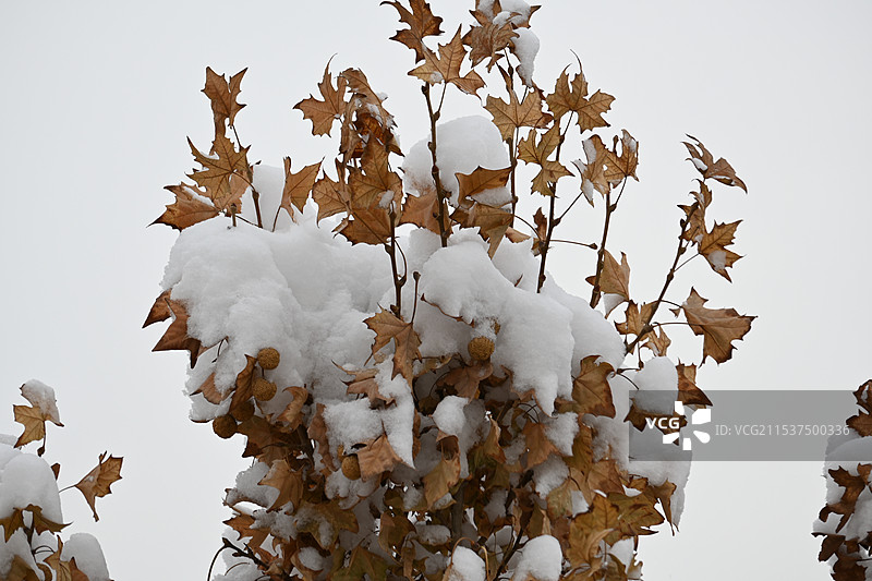 冬季下雪天户外的树木挂满积雪图片素材