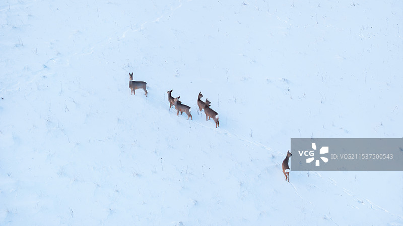 雪中狍子图片素材