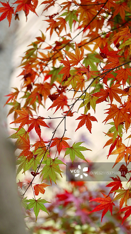 南京明孝陵渐变色枫叶图片素材