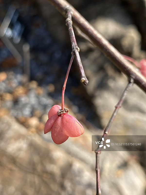 垂丝卫矛图片素材