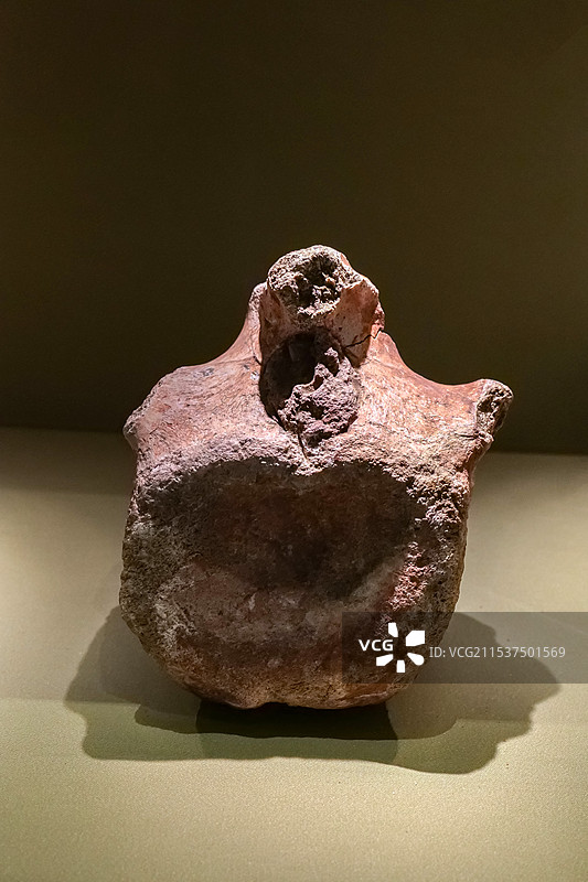 棘鼻青岛龙前部尾椎 晚白垩世 山东莱阳出土 山东博物馆“山东龙-穿越白垩纪”展图片素材