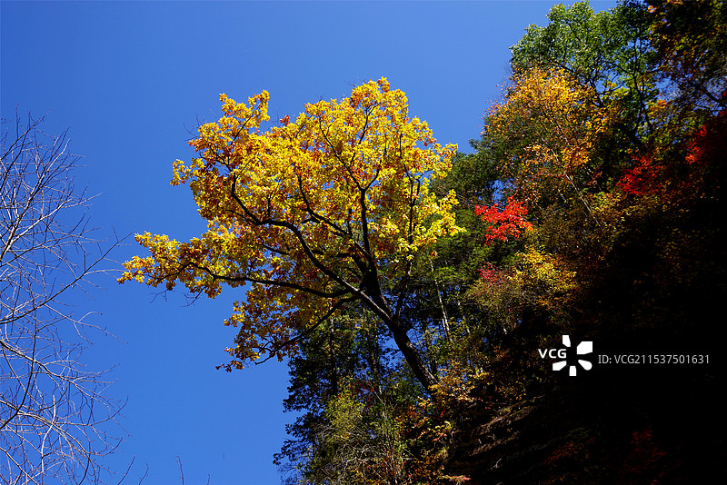 吉林望天鹅风景区红叶谷图片素材