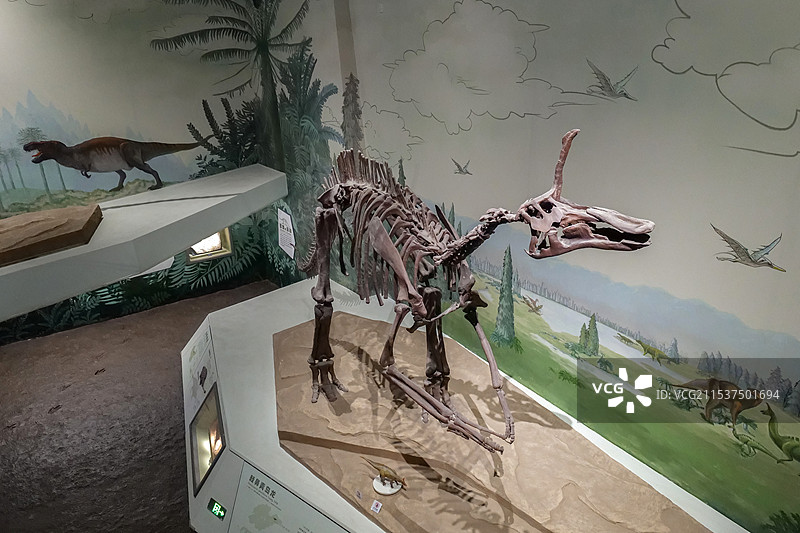 棘鼻青岛龙 晚白垩世（距今约7500万年） 山东莱阳出土 山东博物馆“山东龙-穿越白垩纪”展图片素材