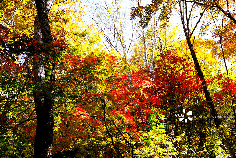吉林望天鹅风景区红叶谷图片素材