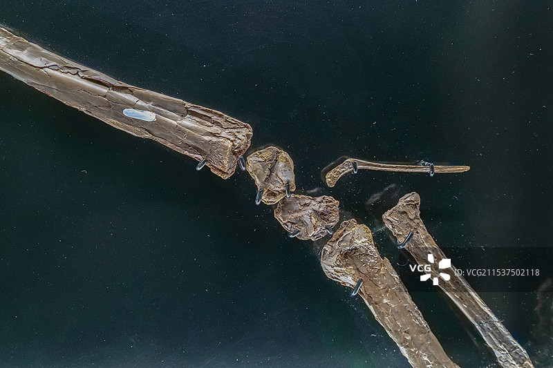 无齿翼龙前肢 晚白垩世 美国堪萨斯出土 山东博物馆“山东龙-穿越白垩纪”展图片素材