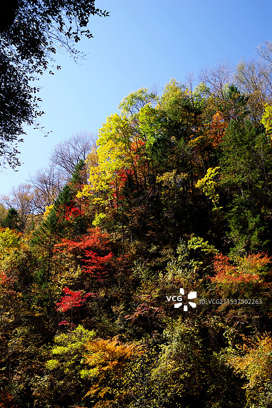 吉林望天鹅风景区红叶谷图片素材