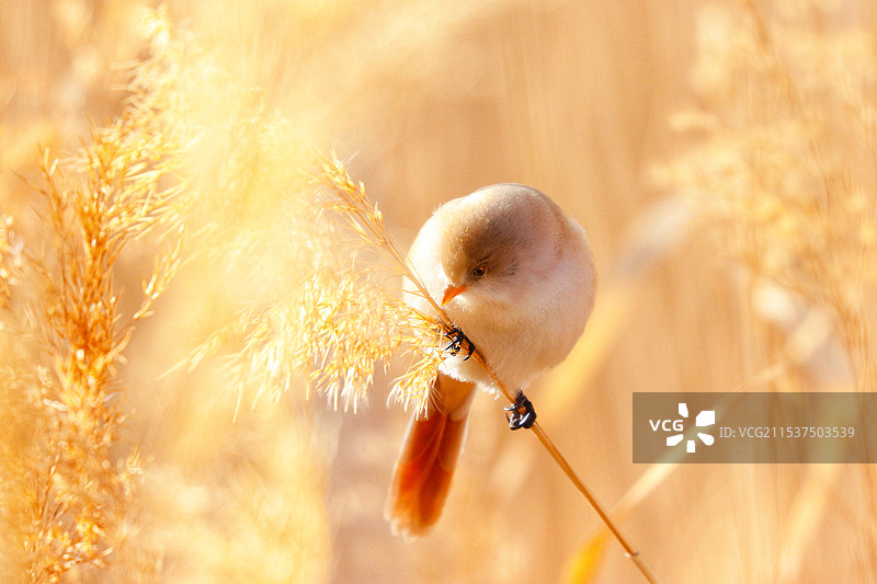 冬日暖阳文须雀图片素材