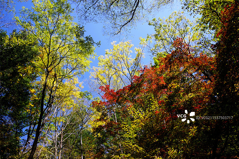 吉林望天鹅风景区红叶谷图片素材