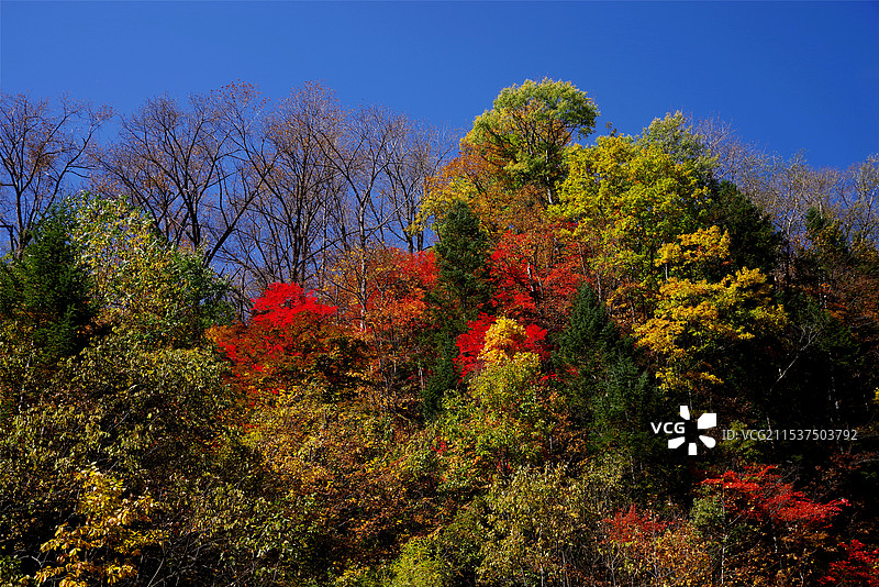 吉林望天鹅风景区红叶谷图片素材