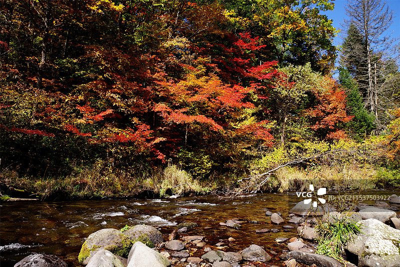 吉林望天鹅风景区红叶谷图片素材