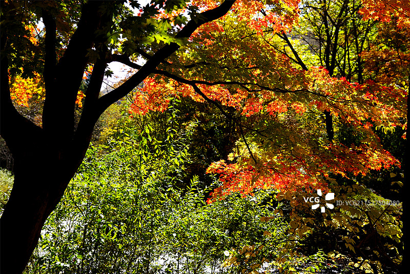 吉林望天鹅风景区红叶谷图片素材