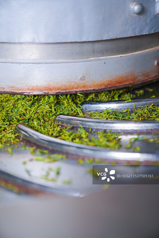 利川红制作工艺机械揉捻茶叶环节图片素材