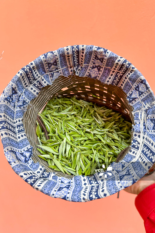 竹篓里的利川红茶树鲜叶图片素材