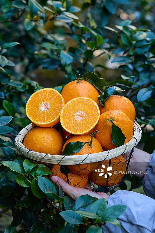 新鲜爱媛果冻橙 麻阳冰糖橙 果冻橙 柑橘 橙子 爱媛 爱媛38号 爱媛38号果冻橙 爱媛38号橙 爱图片素材