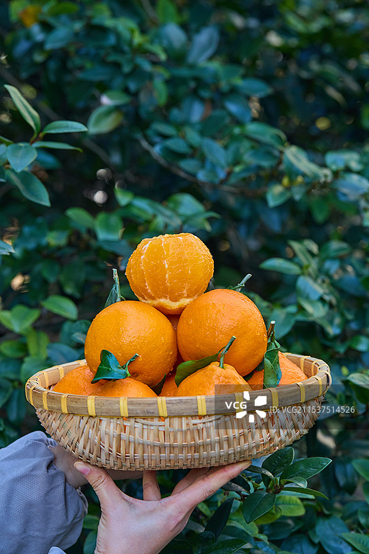 新鲜爱媛果冻橙 麻阳冰糖橙 果冻橙 柑橘 橙子 爱媛 爱媛38号 爱媛38号果冻橙 爱媛38号橙 爱图片素材