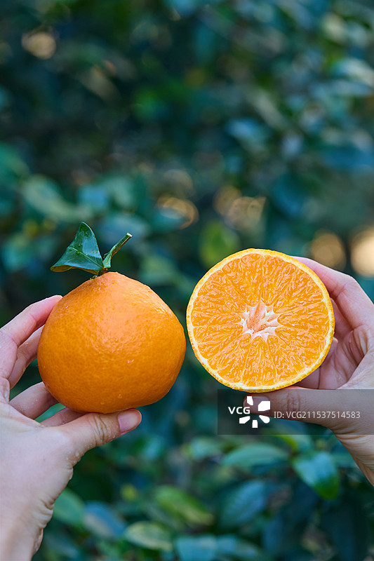 新鲜爱媛果冻橙 麻阳冰糖橙 果冻橙 柑橘 橙子 爱媛 爱媛38号 爱媛38号果冻橙 爱媛38号橙 爱图片素材