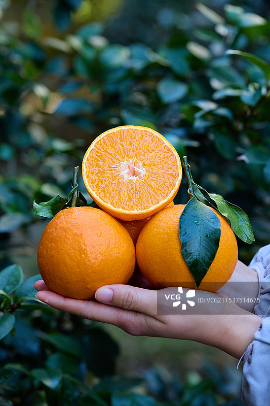 新鲜爱媛果冻橙 麻阳冰糖橙 果冻橙 柑橘 橙子 爱媛 爱媛38号 爱媛38号果冻橙 爱媛38号橙 爱图片素材
