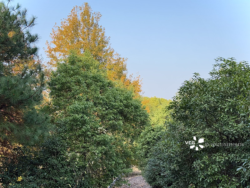 森林公园里的大树和铺满落叶的道路图片素材