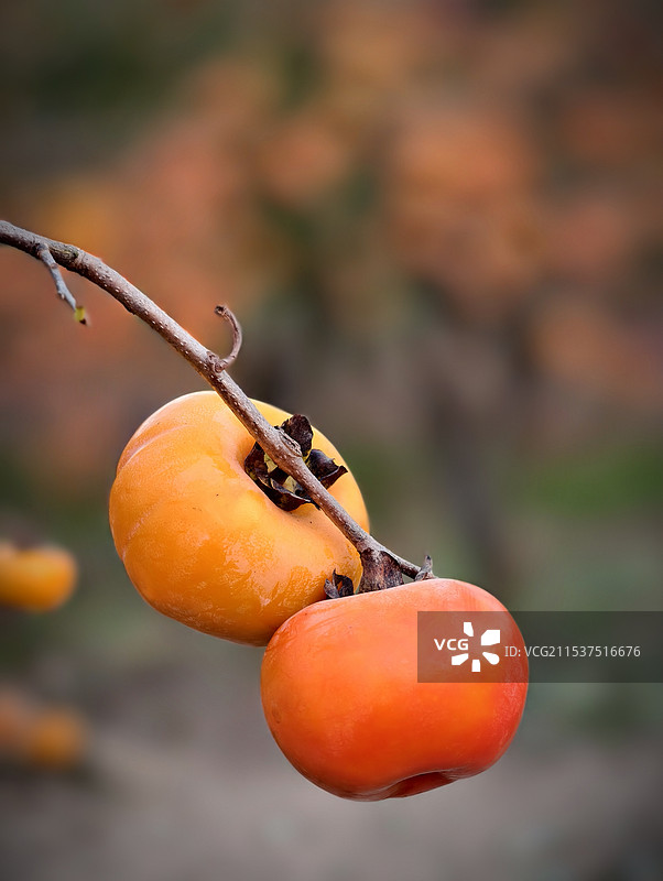 柿子，是秋冬能染红思念的果实图片素材