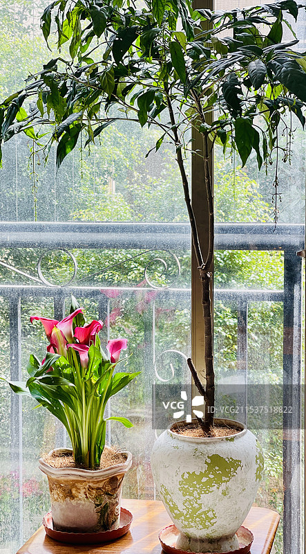 鲜花和绿植图片素材