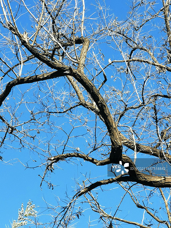 独自站在这舞台，冬日晴空下一只蜡嘴鸟站在龙潭中湖公园里的洋槐树枝上。图片素材