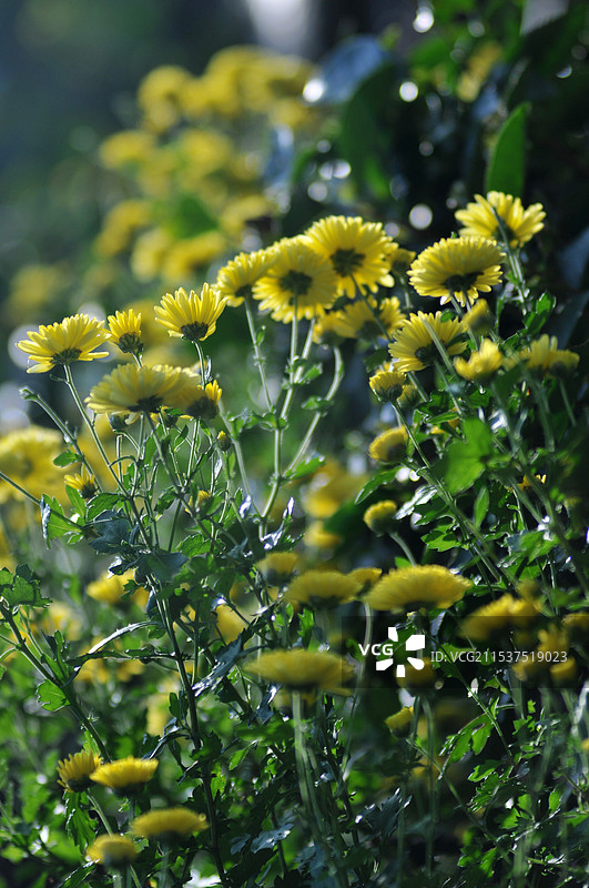 江西省婺源皇菊散落民间的皇家贡品图片素材