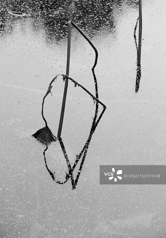 荷去荷从图片素材