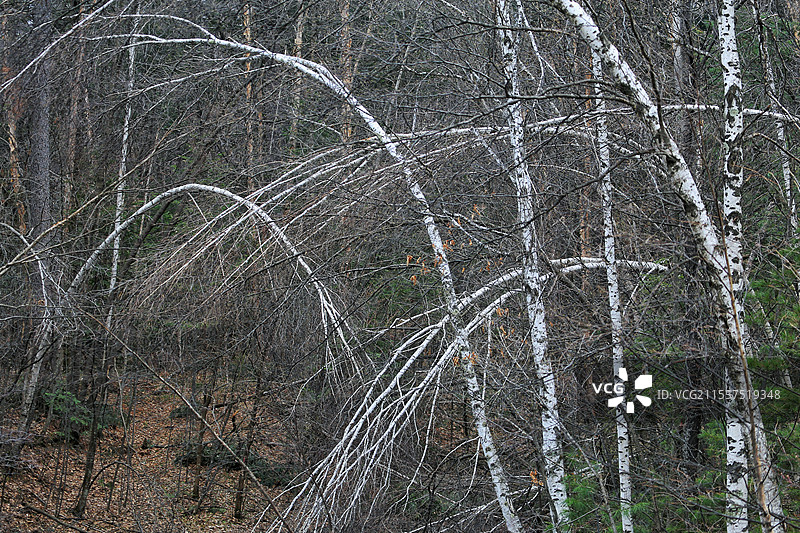 白桦树的生长特性图片素材