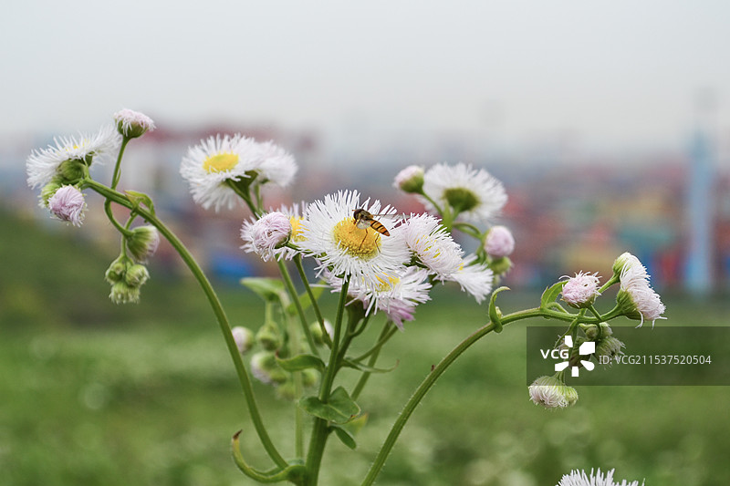 飞蓬与蜜蜂图片素材