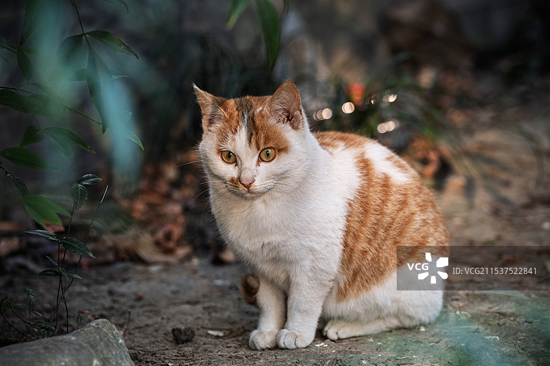 公园里休憩的可爱的小猫图片素材