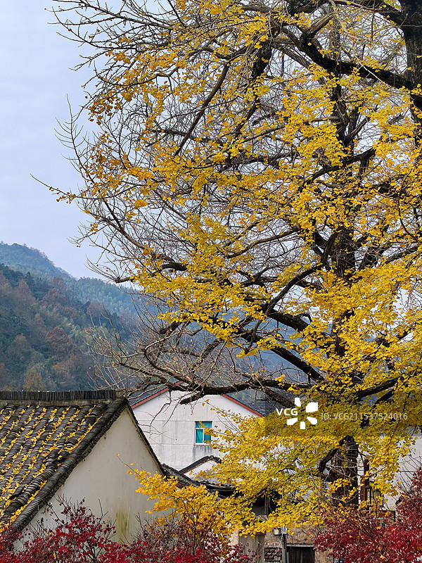 12月的八都岕秋色（浙江湖州长兴）图片素材