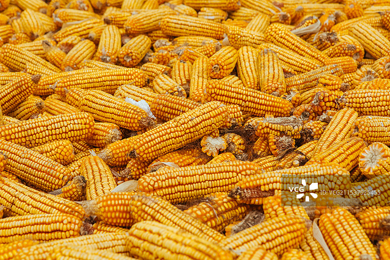 丰收的玉米图片素材