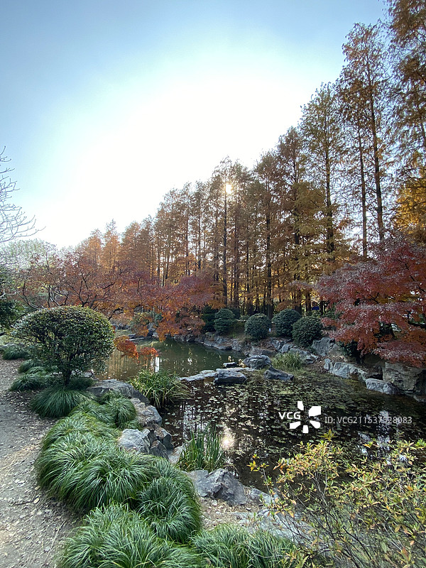 上海植物园深秋初冬景色图片素材