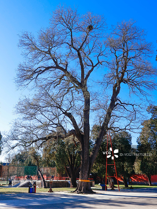 古树   中国古建筑博物馆图片素材