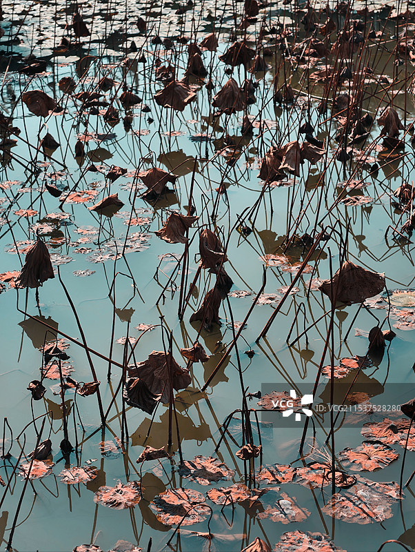 残荷特写图片素材