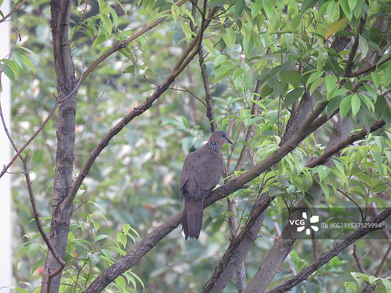 珠颈斑鸠图片素材