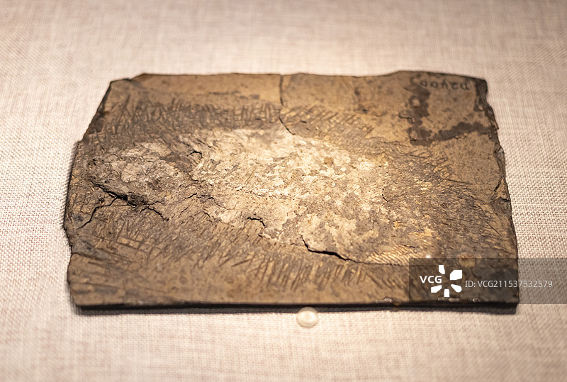 舌骨鱼 始新世 产地广东三水 广东省博物馆图片素材