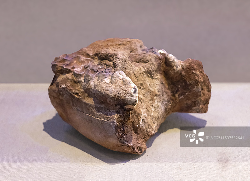 乳齿象臼齿 新生代 广东省博物馆图片素材