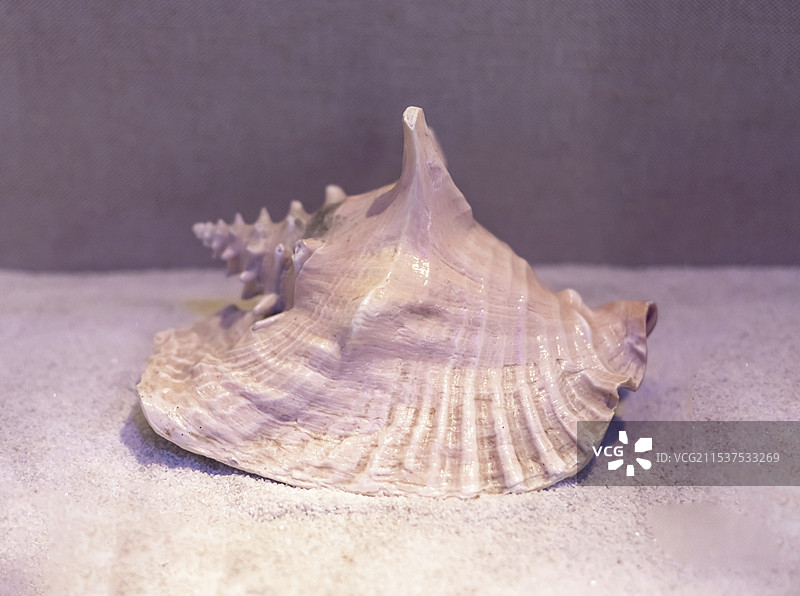 女王凤凰螺 广东省博物馆图片素材