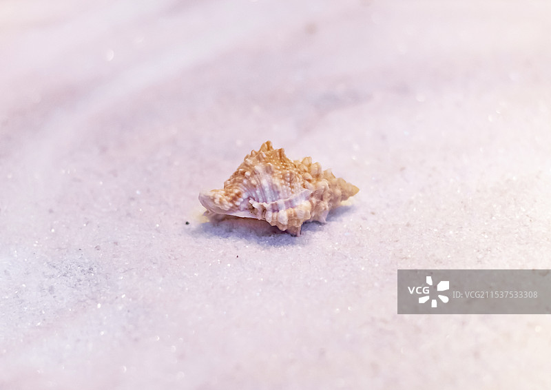 大山蛙螺 广东省博物馆图片素材